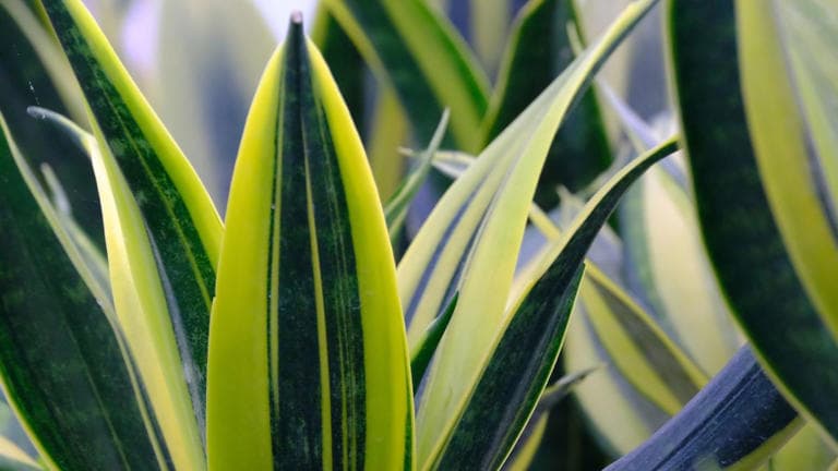 Por qué recomiendan poner un trozo de lengua de suegra en la maceta de otra planta